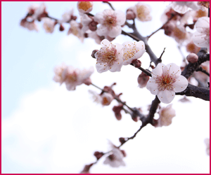 梅の花と食べられる梅は同じ？
